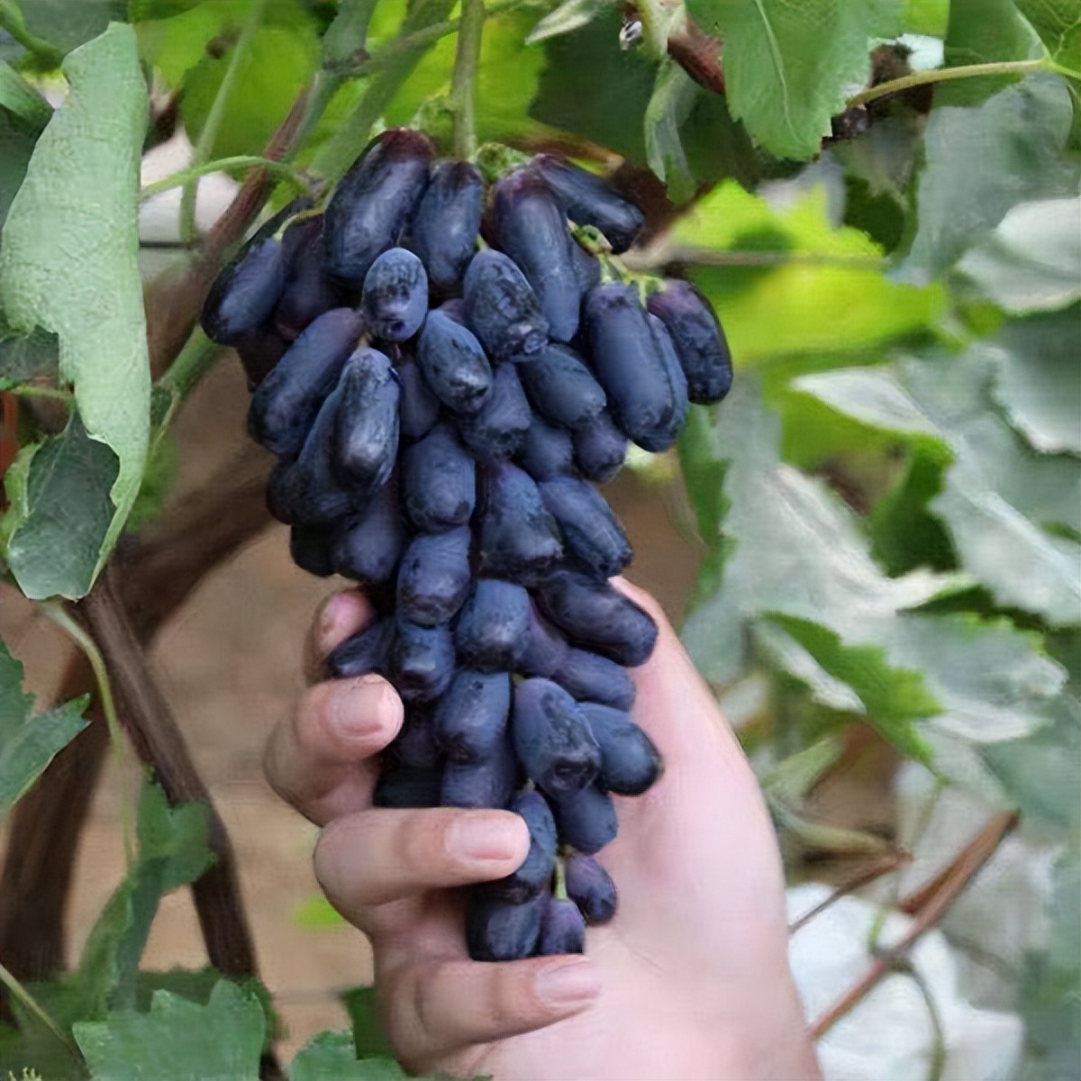 适合阳台不怕西晒植物,北方阳台喜阳不怕晒的阳台植物