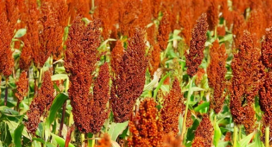 100斤粮食酿酒出酒率,100斤稻谷出27斤52度白酒