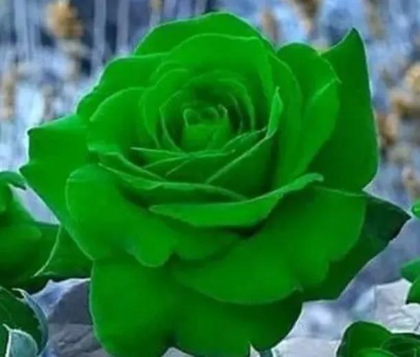 各种形态的花卉,30多种奇异的鲜花供你欣赏收藏