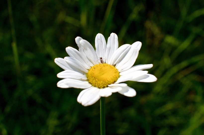 可以跟狮子座白头到老的三大星座,狮子座有几天能找到自己的爱情