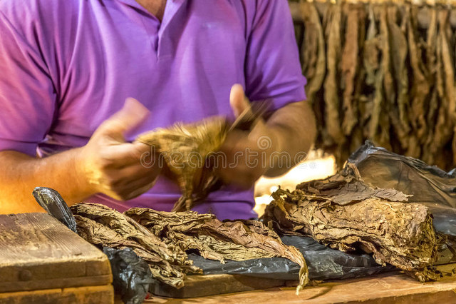 美国总统抽雪茄,美国总统抽的雪茄值多少钱