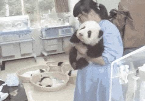 胖达在国外有多受欢迎？日本哭泣相送，比利时差点分裂？