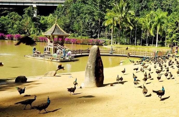 云南西双版纳旅游攻略app,云南西双版纳旅游攻略自由行12月