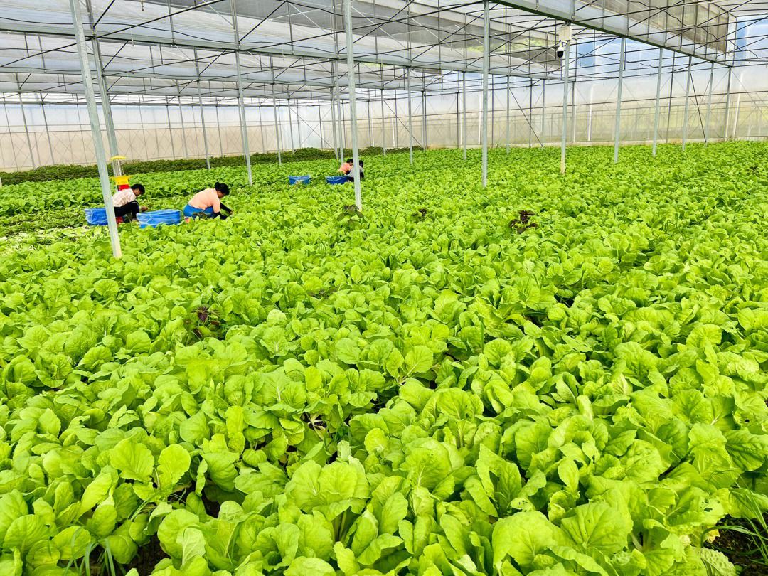 返乡创业都有哪些项目,年轻人返乡创业项目有哪些