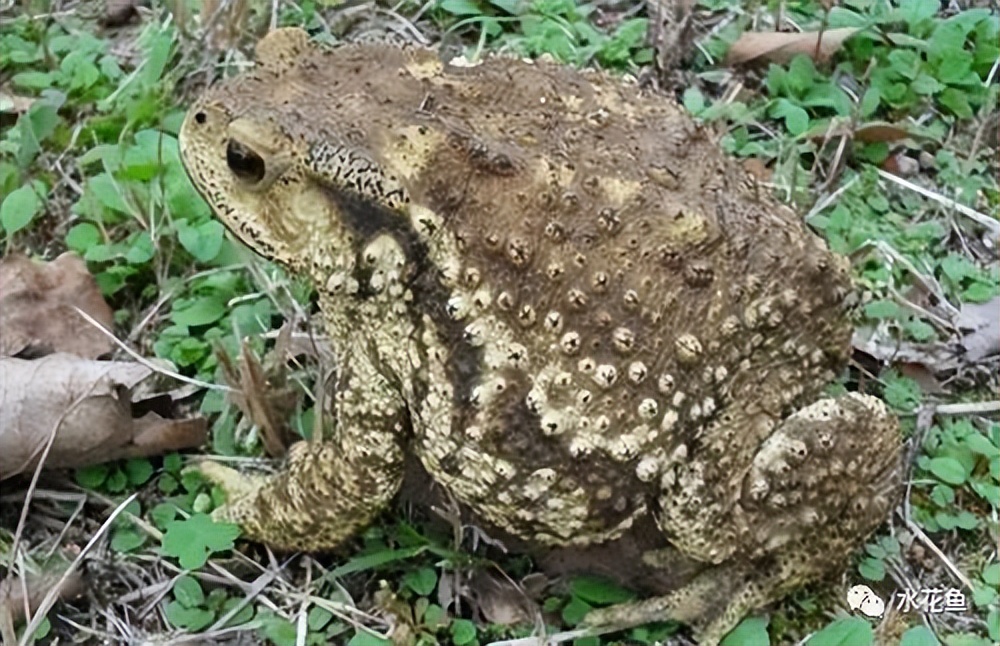 蝌蚪和蟾蜍的卵如何区别,如何分辨蝌蚪长大是青蛙还是蟾蜍