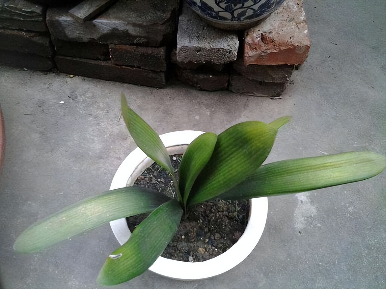 君子兰在二月份该如何管理,君子兰5月6月如何养护