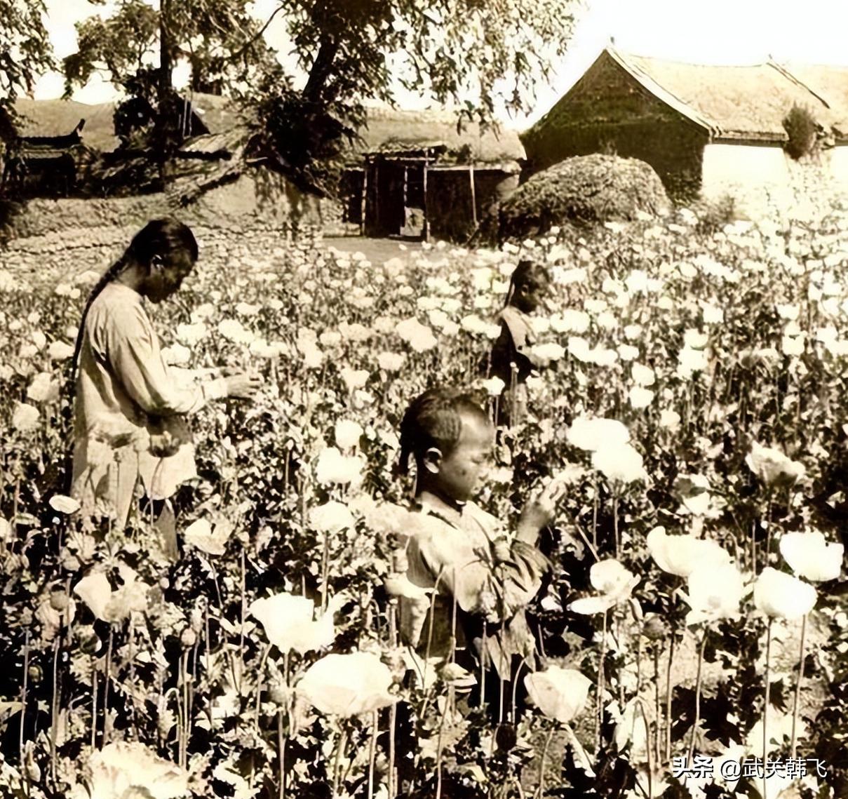 民国史为什么还没修出来,民国烟土为什么是硬通货