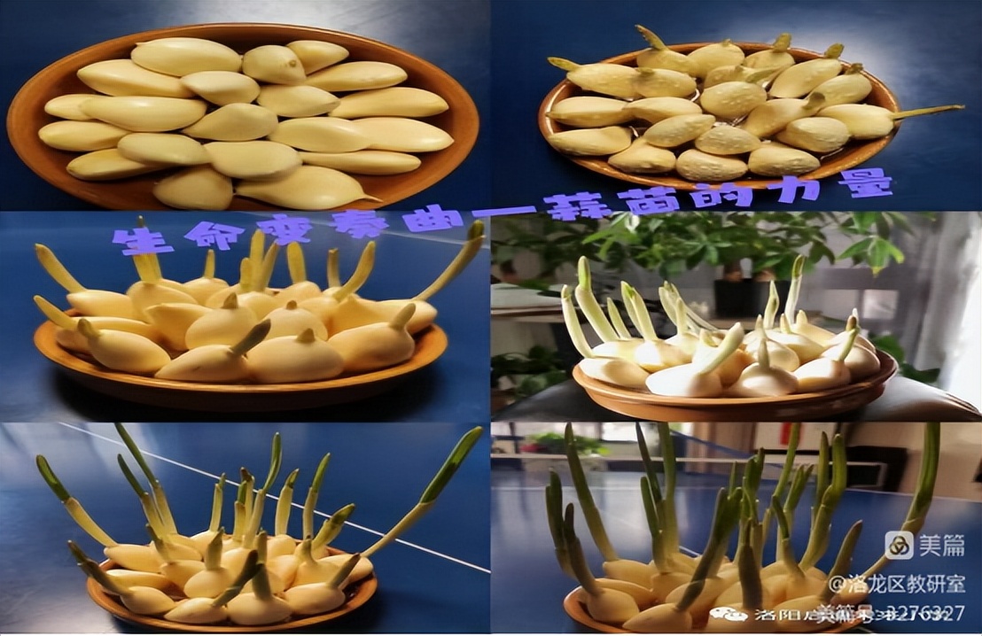 洛龙区未来小学“线上教学”经验分享（二十四）