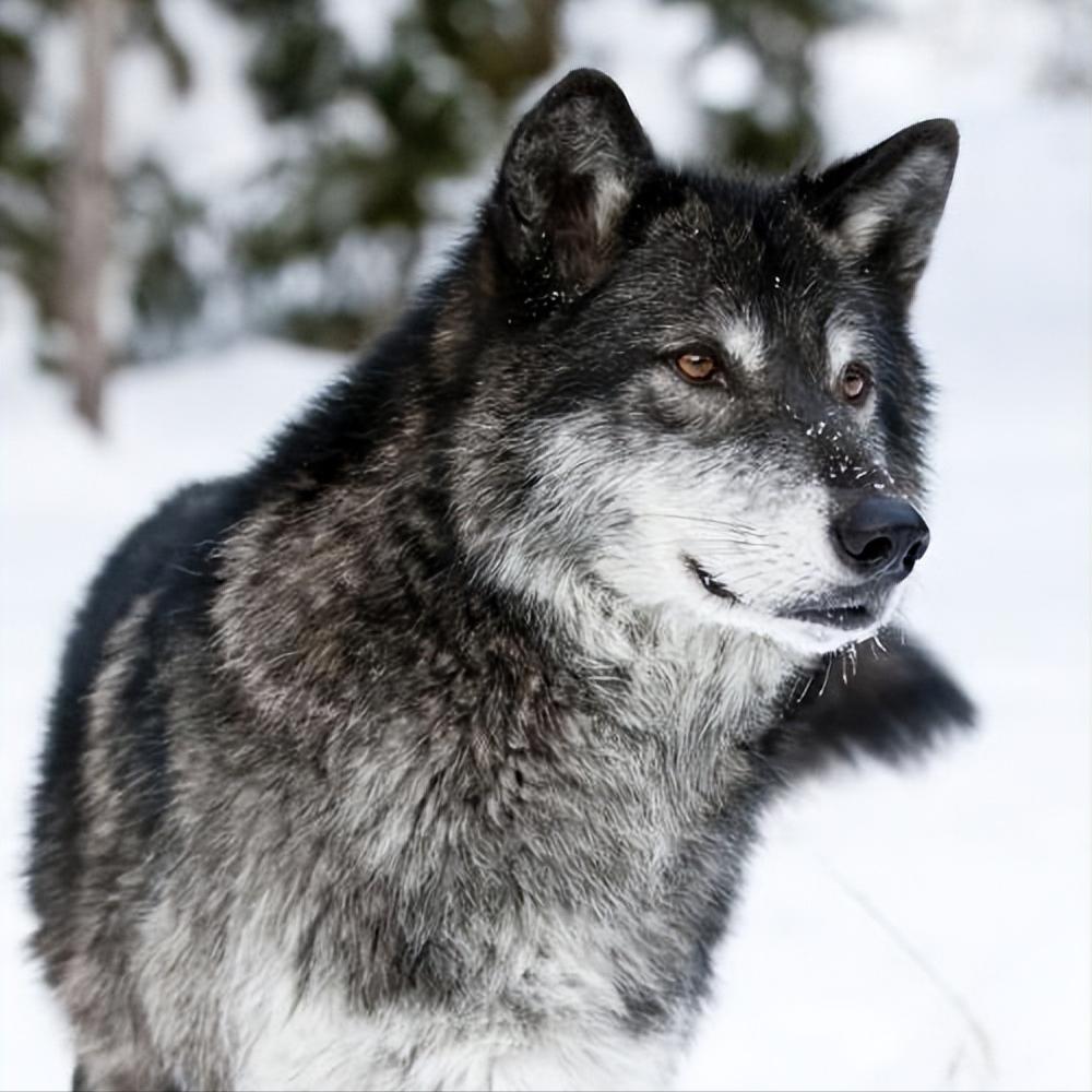 草原狼群杀马群,草原狼群杀人案