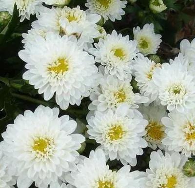 黄山贡菊2024年价格预计多少一斤,黄山贡菊是白菊吗价格多少钱一斤