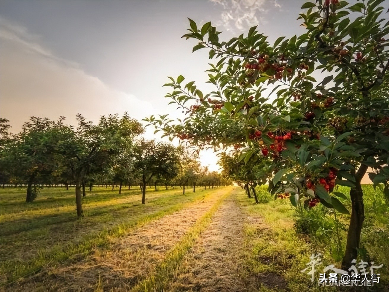 意大利超市樱桃的价格是供应商的10倍！引发农民极度不满