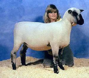 日本核废水吉祥物,日本吉祥物太夸张了