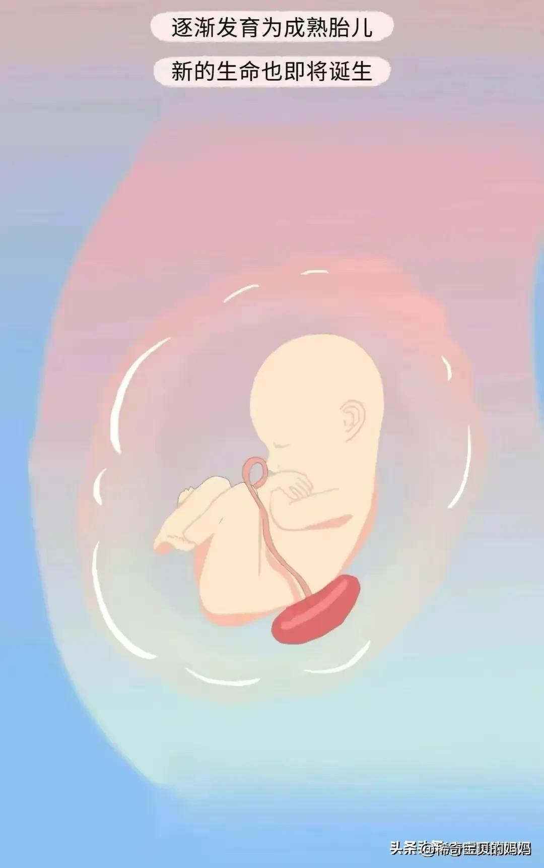 科普知识小蝌蚪怎么成长为青蛙,小蝌蚪动画的成长过程