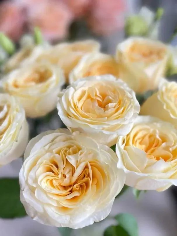 新手必看鲜花养护攻略,鲜花在水里能养几天会死