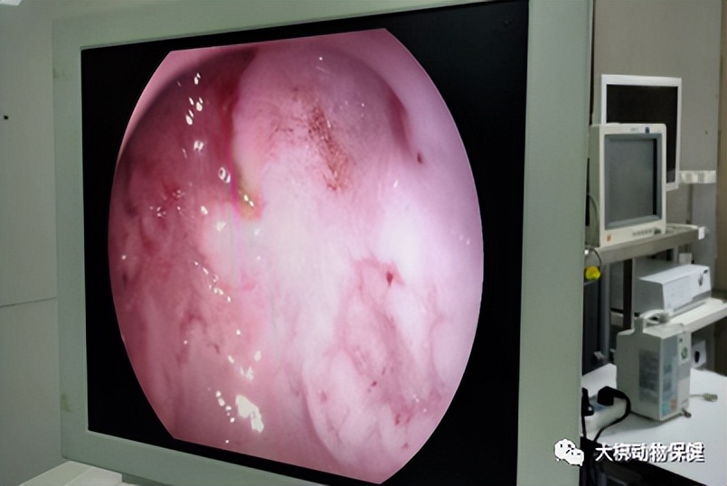 猫咪胃炎出血怎么治疗最好,猫咪肠胃炎的表现症状有哪些