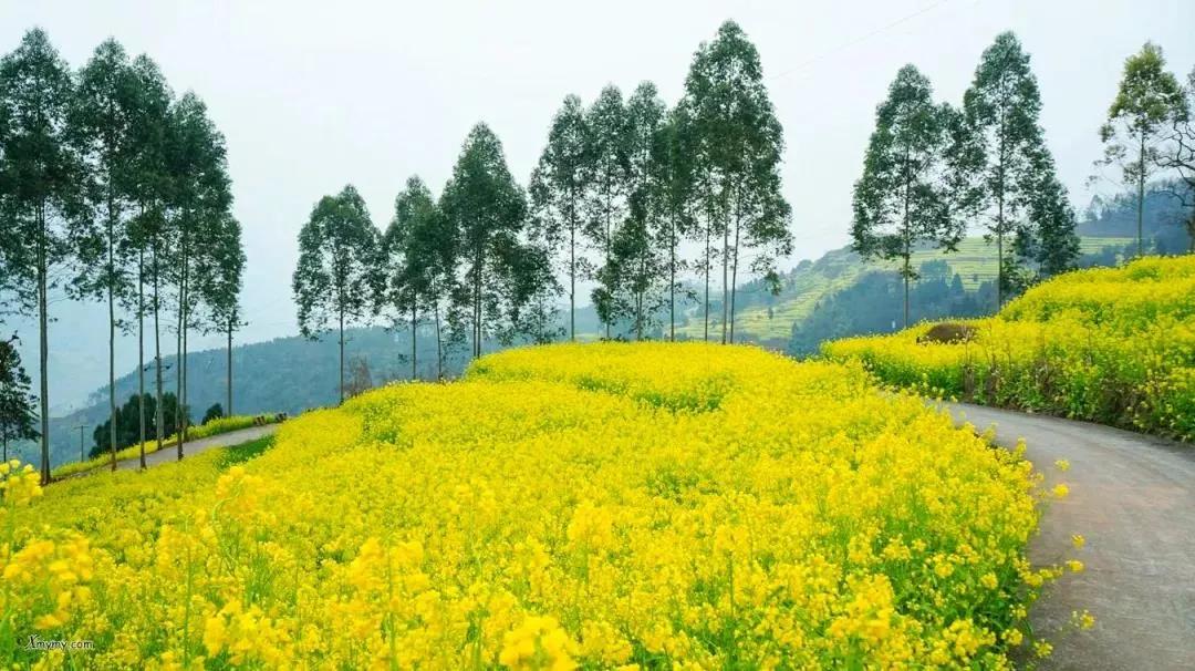 2022春节成都周边油菜花,2022年成都油菜花观赏地
