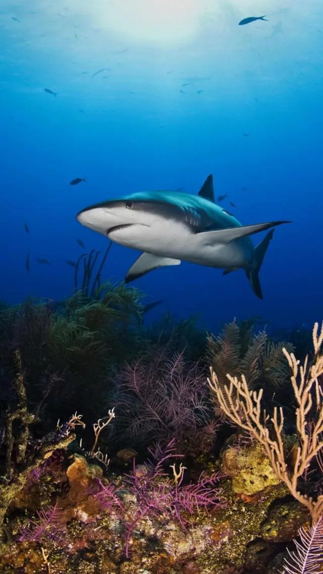 蓝色海景壁纸图片大全,海景壁纸4k超清全面屏