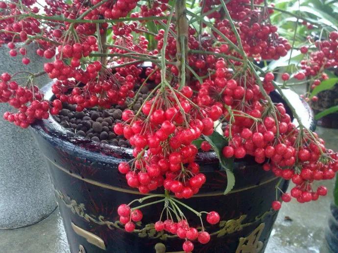 花开富贵花卉图片大全,金玉满堂花图片