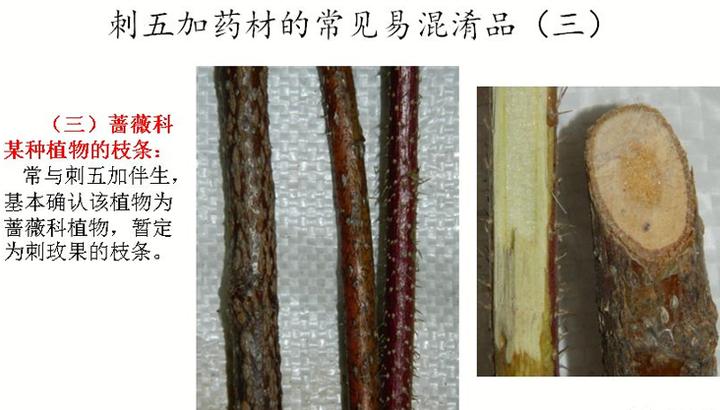 刺五加植物的识别方法,带你识别白薇