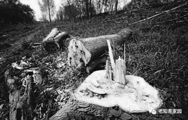 陈凯歌老照片大全集,陈凯歌的知青岁月