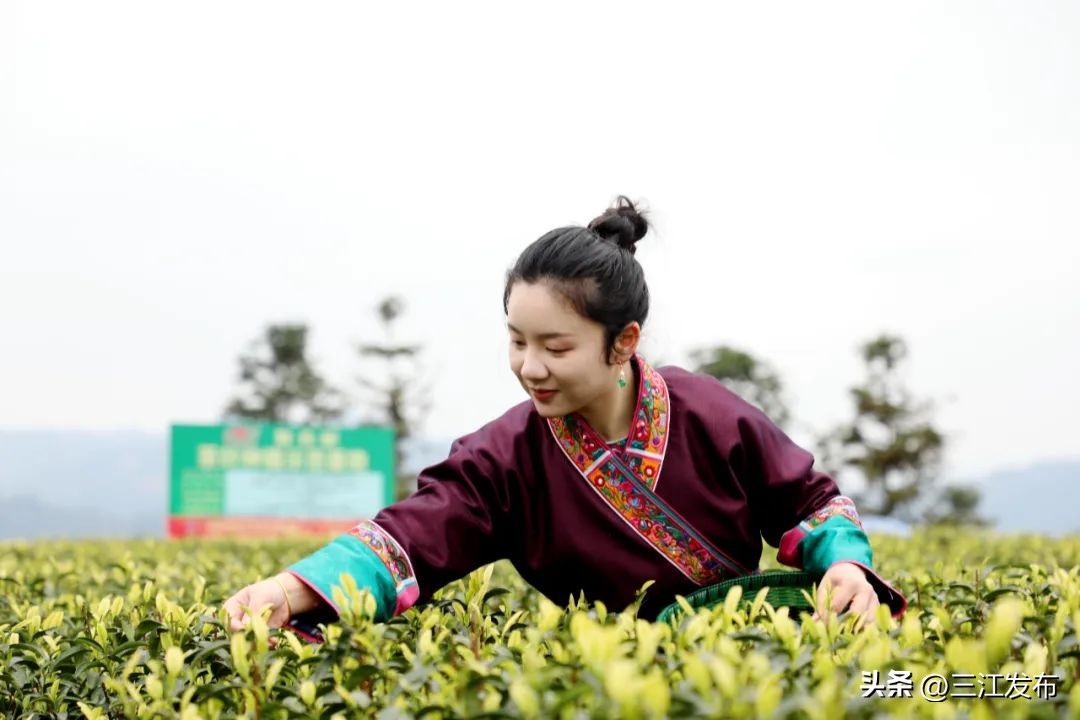 乡村振兴与脱贫攻坚衔接工作思路,茶产业助推脱贫攻坚座谈会