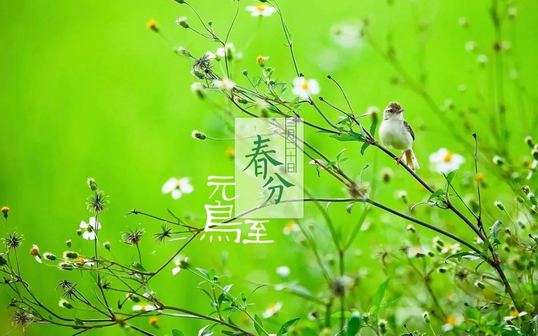遵节循气|*光春**为礼，花开为信