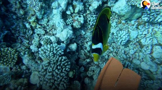 国外美女姐姐海里偶遇一只小鱼，竟引发神奇友谊！网友：前世情人