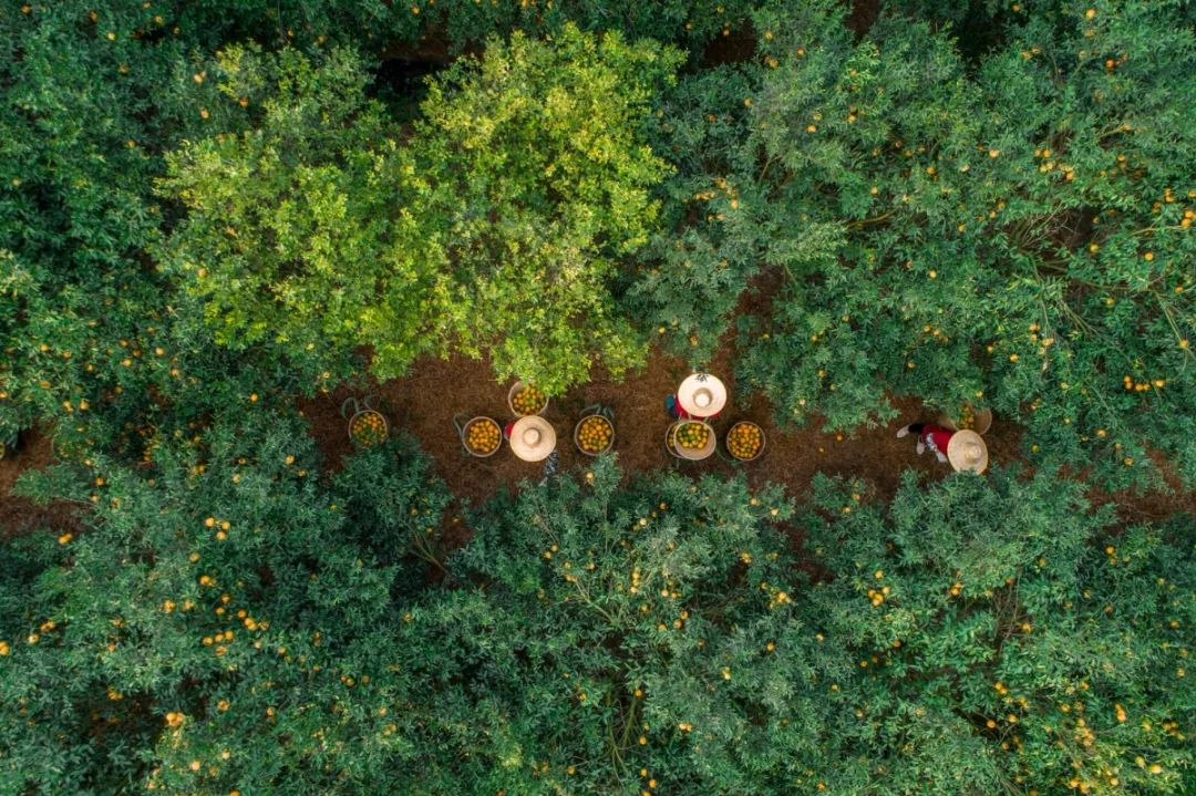 夏天喝什么陈皮白茶,茶友必备茶具