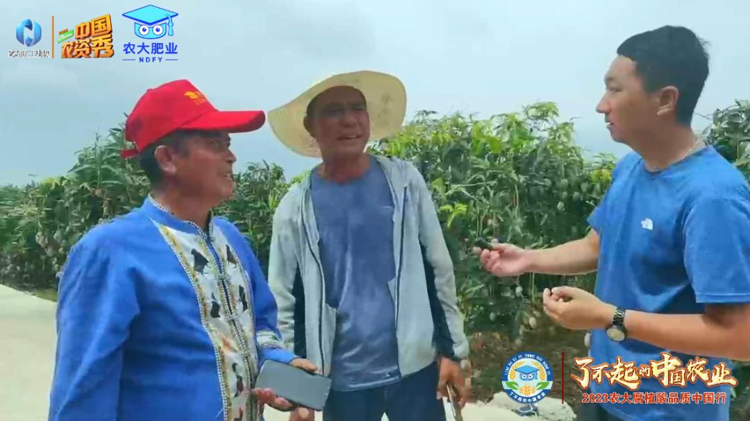 了不起的中国农业梅州金柚,了不起的中国农业