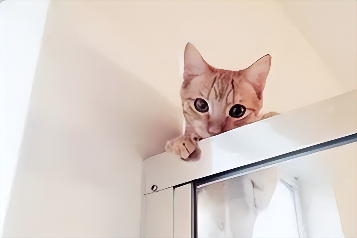 猫咪在主人身上尿尿代表什么意思,上厕所时猫咪守在一边是什么意思