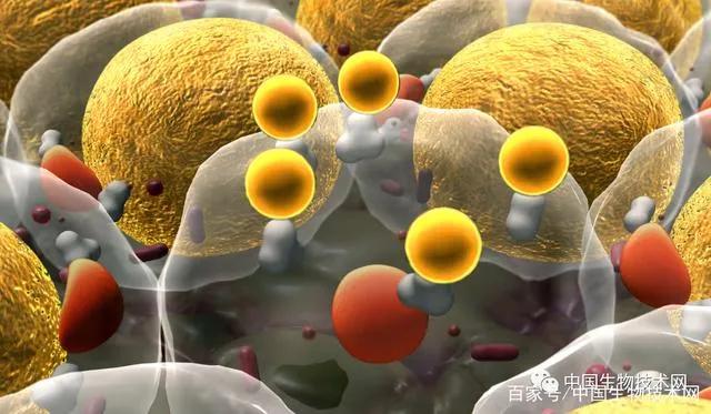 Nature：肥胖不仅让湿疹更严重，而且还会让治疗药物产生反作用