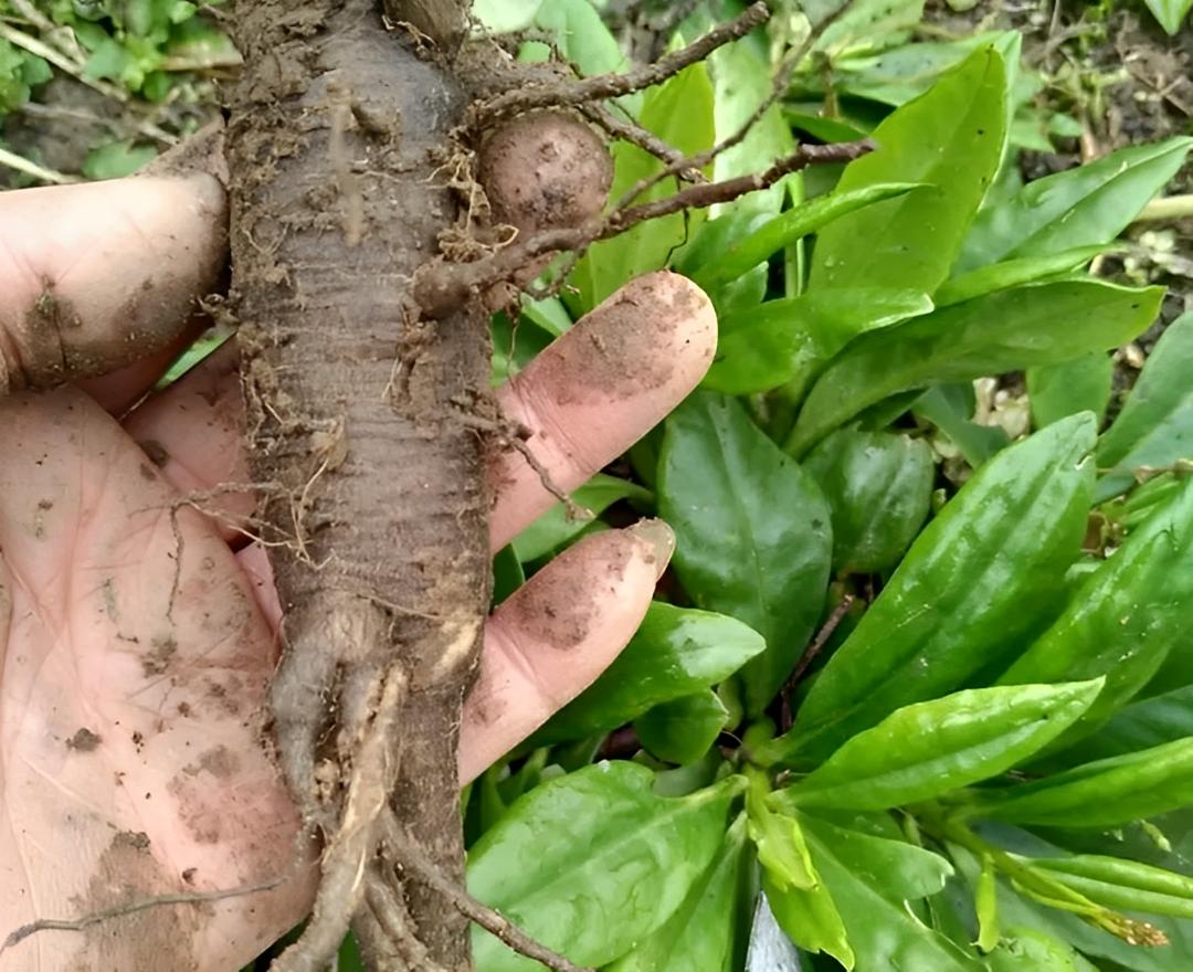 农村野生土人参,农村院落生长野生人参