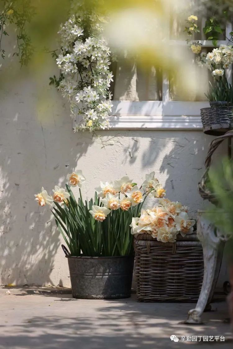 第八届园丁奖露台组《030号》洛基花园