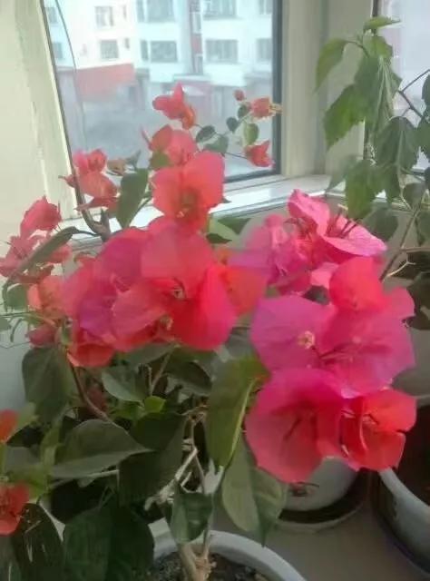 我的业余爱好介绍,我的业余爱好英语