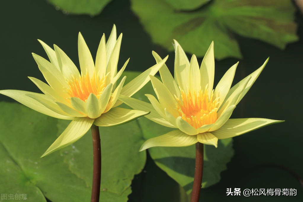 花儿朵朵开，香艳惹人爱，闻香觅花来，弄花香满衣