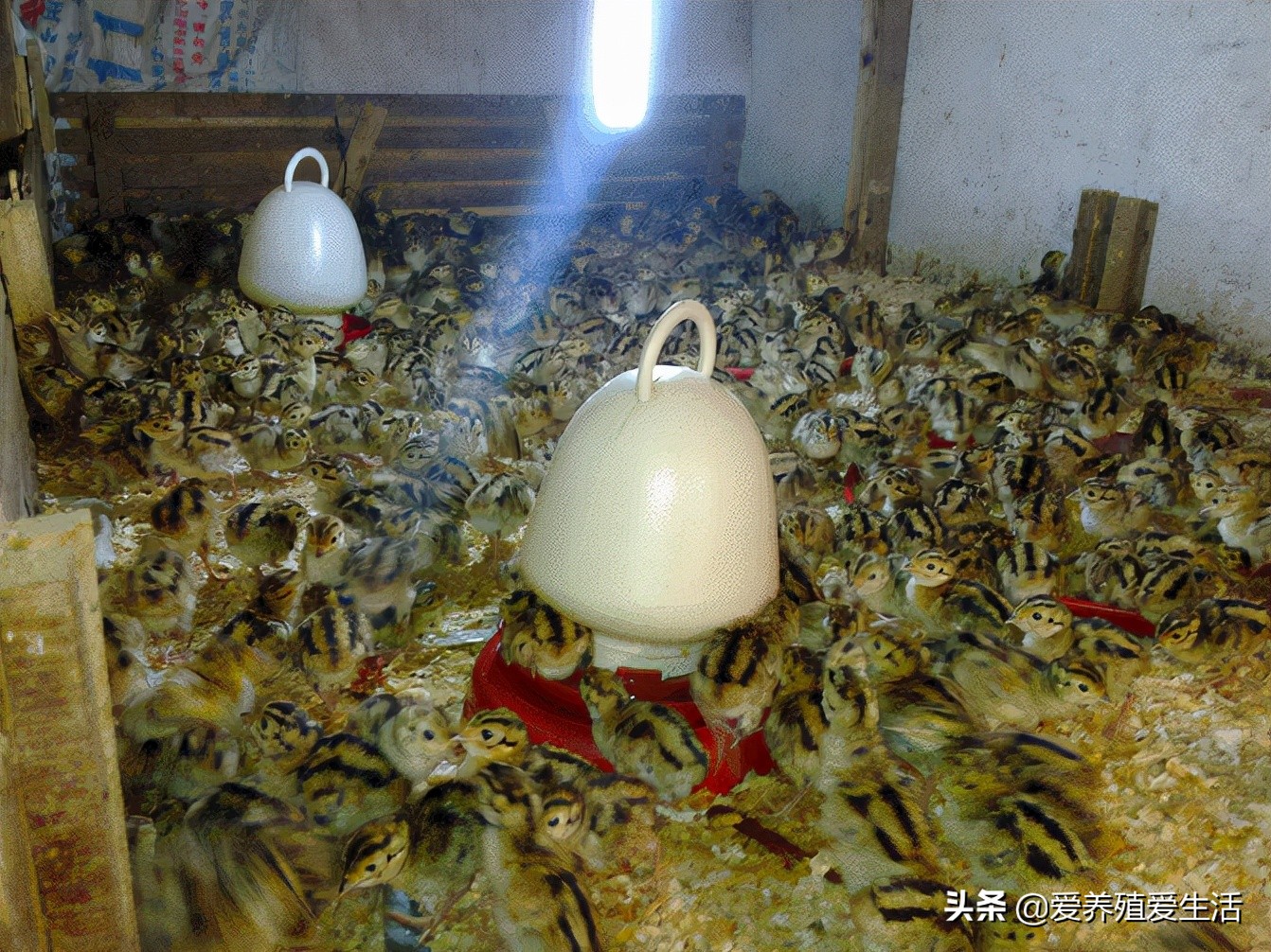 鸡育雏温度,鸡育雏最佳温度