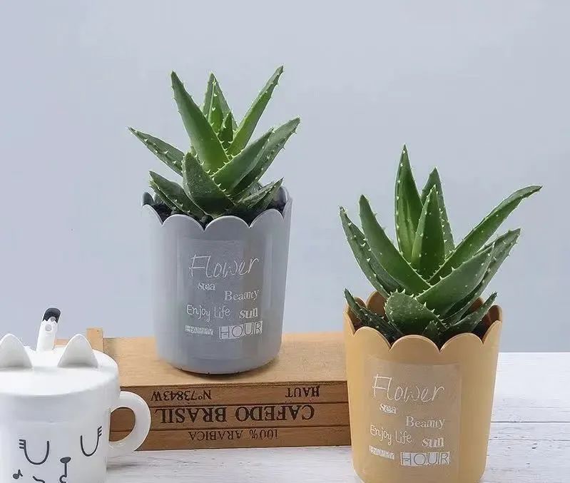 3种花是懒人养花首选,人养花花养人的含义