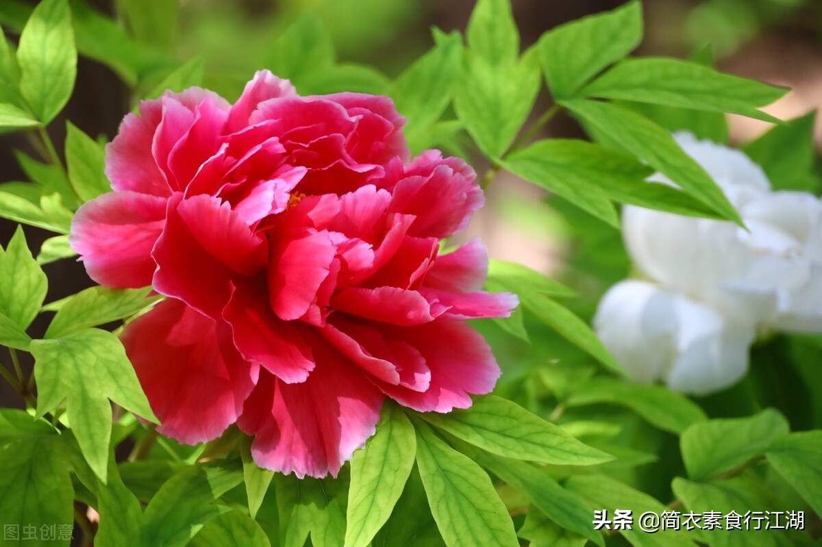 她做保姆这些年－豪门生活之危机公关（387）