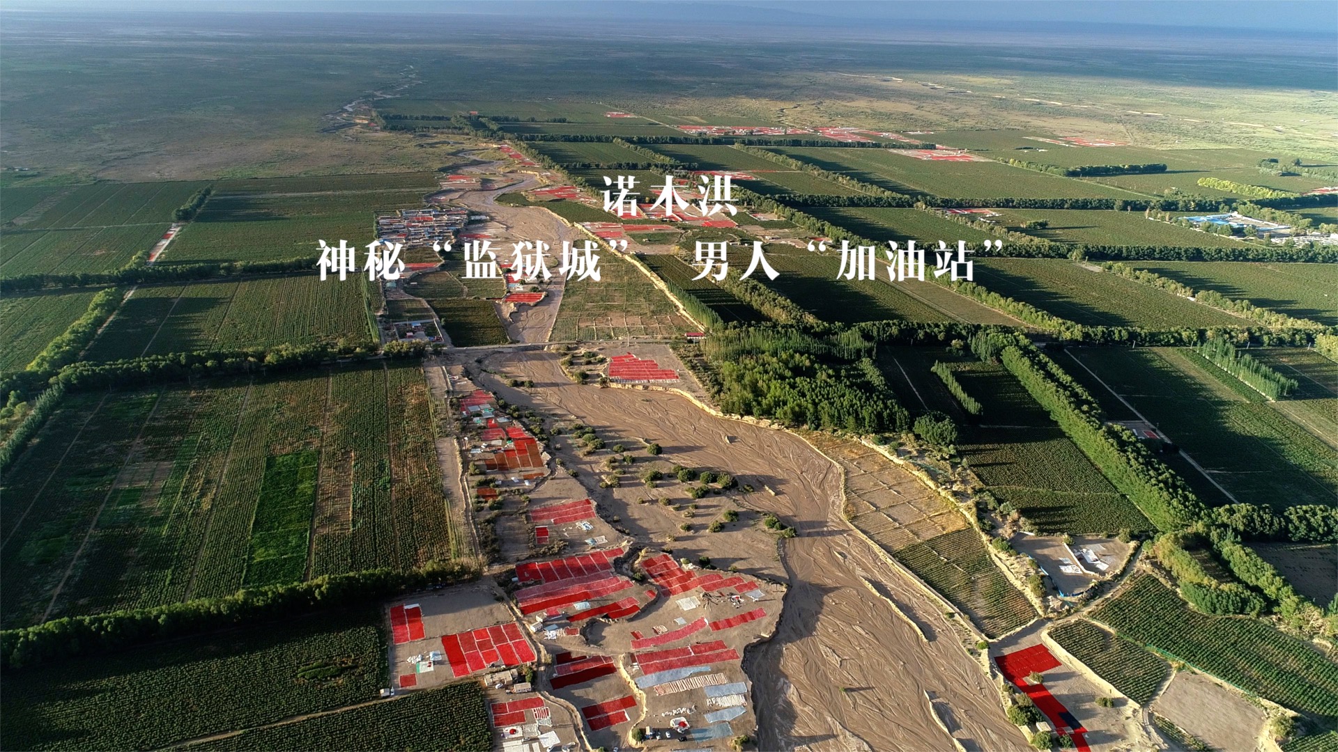 青海诺木洪枸杞今年什么时候摘,青海诺木洪枸杞采摘