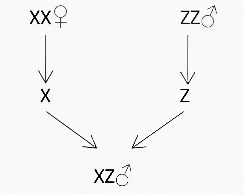 罗非鱼广东人爱吃,为什么美国人喜欢罗非鱼