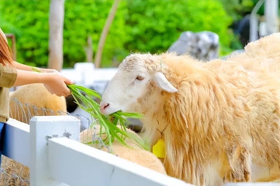 瘦牛催肥最快方法尿素能喂牛吗,喂牛的尿素是肥料的尿素吗