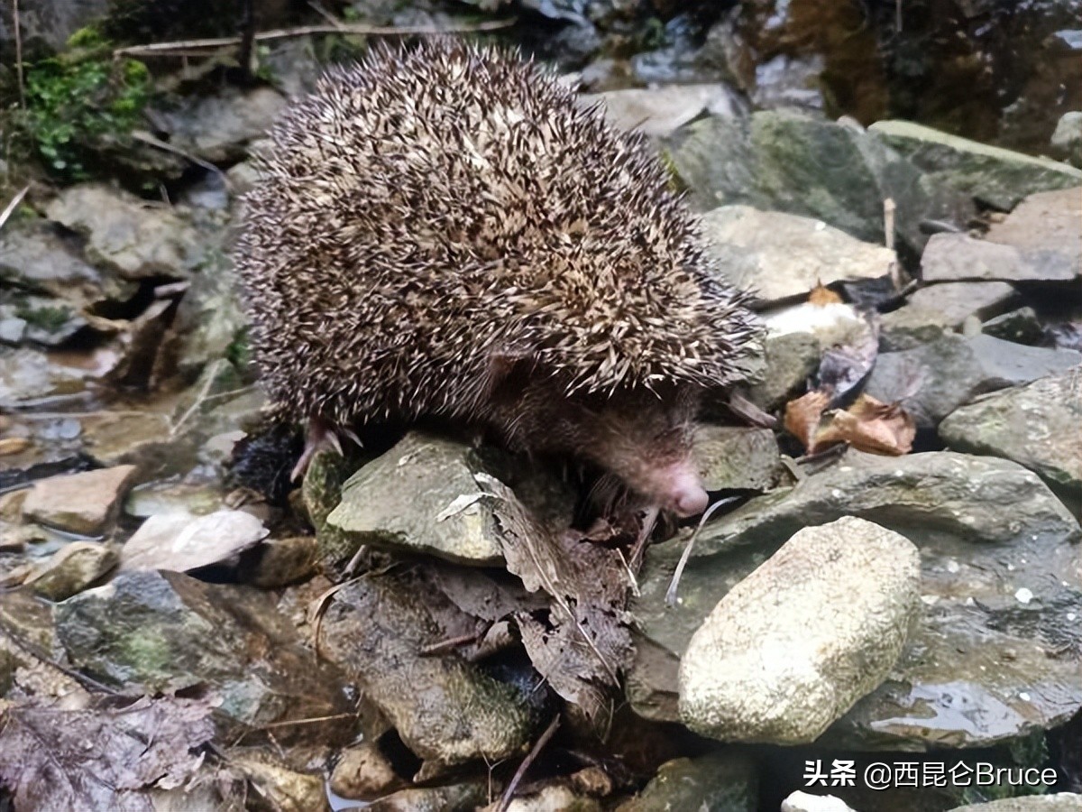 黄山首次发现侯刺猬,黄山风景区发现侯氏猬