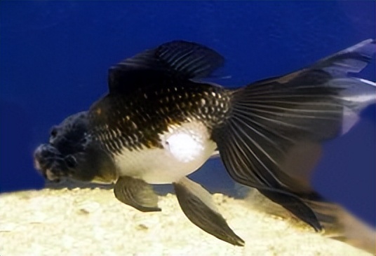 金鱼概述,金鱼图鉴