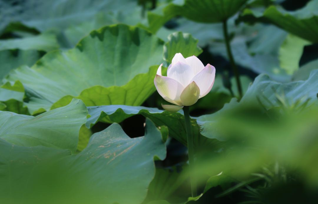 湿地公园的气息和美景,湿地公园春意浓