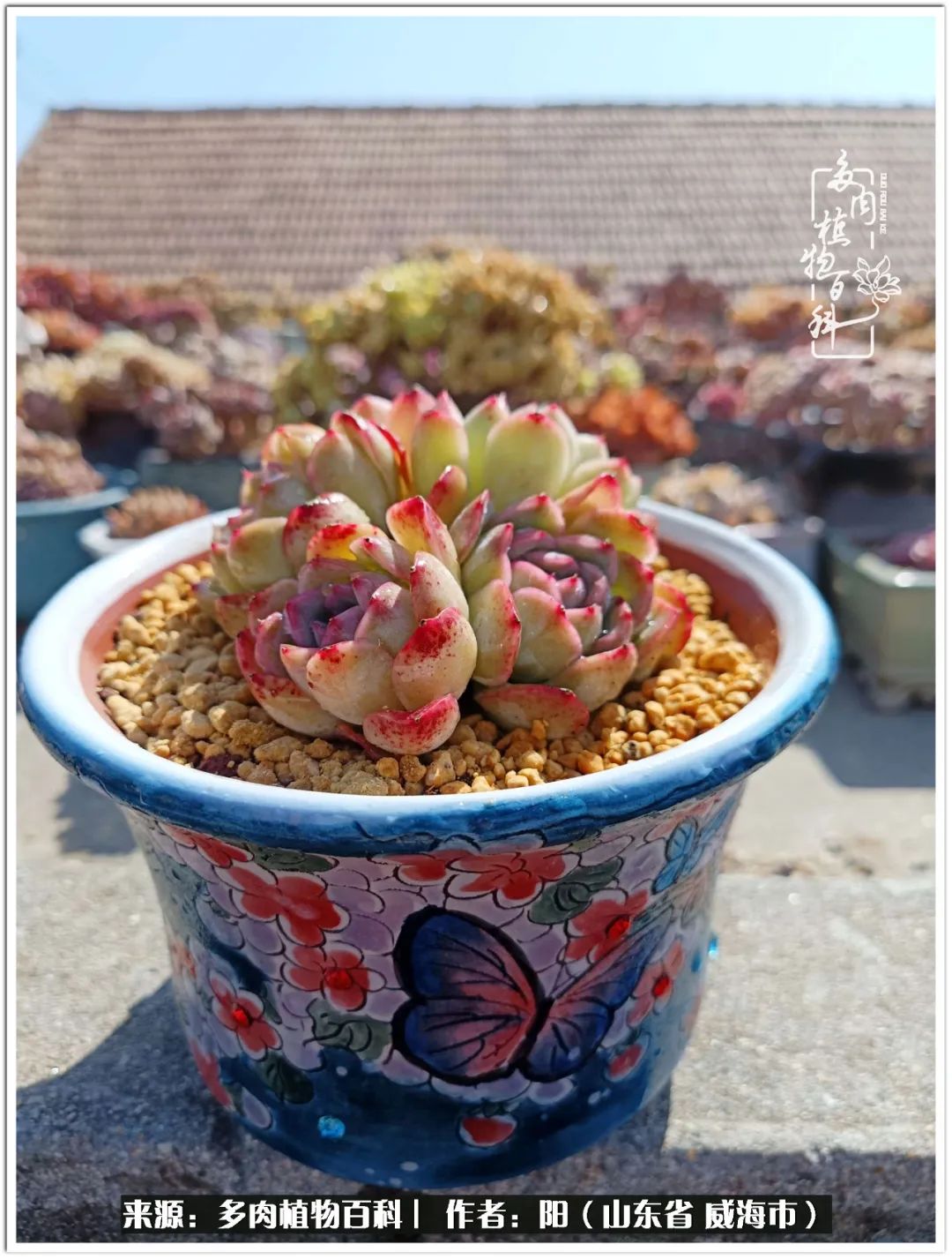 浜洪棿鐑熺伀鑷湁涓囧崈棰滆壊,浜洪棿鐑熺伀鐨嗘槸骞冲嚒棰滆壊