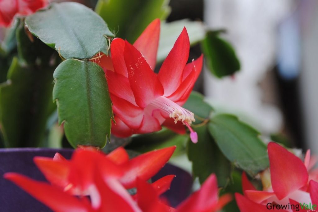 28种不同类型的仙人掌植物,多种品种仙人掌如何栽种