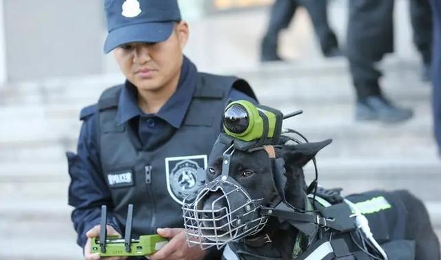 被狗咬了怎么一招制敌,无敌反击结局