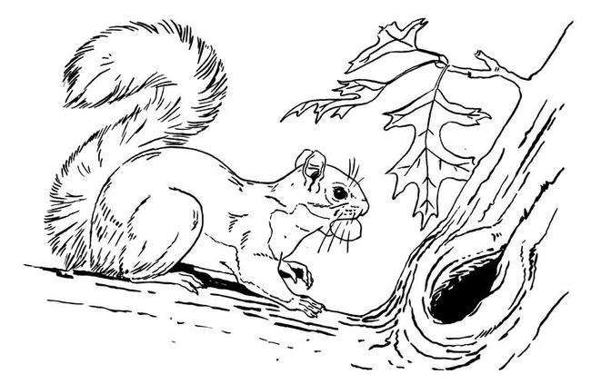 救了黑松鼠的民间故事,关于劫镖的民间故事