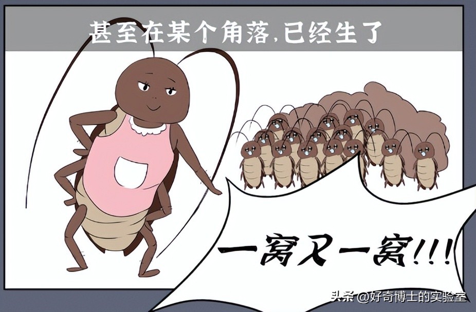 家里踩死的蟑螂，为啥一会儿就自动消失了？