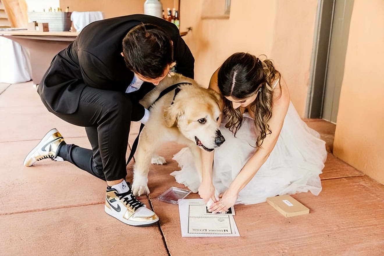 如何选择最适合你的宠物：狗和猫的区别与特点分析